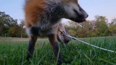 as promised- mac & cheese for Zoey!!