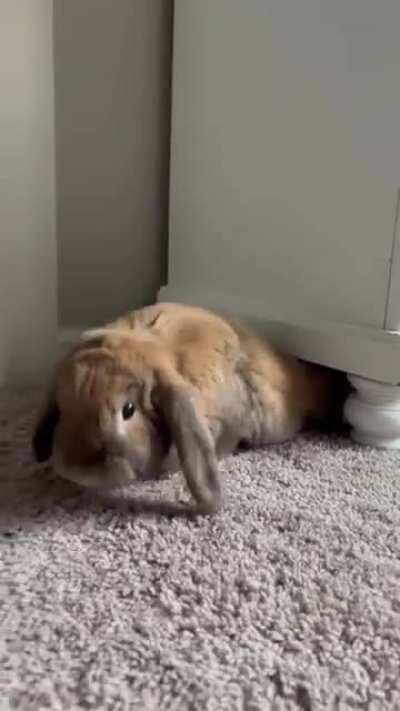 🐇 French Lop Bun Defies Physics 🤓
