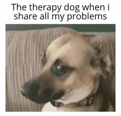 Therapy Dog