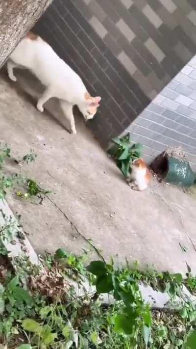 Little kitten gets scolded by its mom for venturing outside the house
