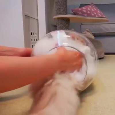 Bonsai Kittens are Back!!