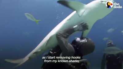 This is Cristina Zenato, who has removed over 300 Hooks from Sharks' Mouths