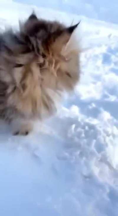 Can we halp u shovel?