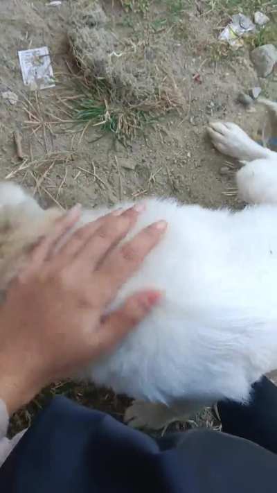 Doggo in zoomie mode 🤭
