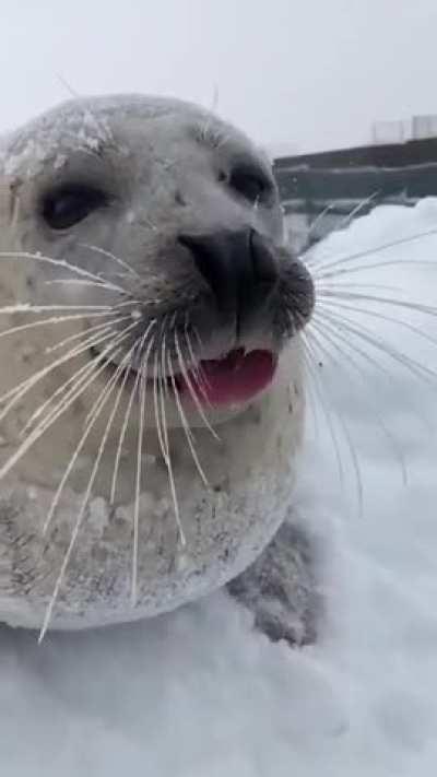 A real sea dog is almost no different from our domestic dogs.