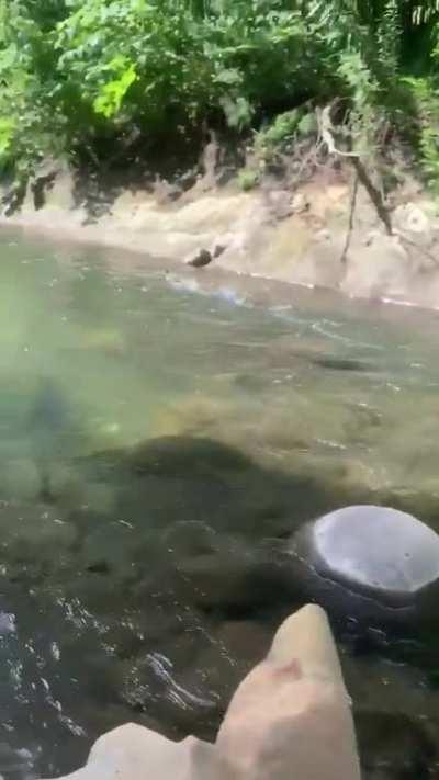 The speed of this merganser running on water