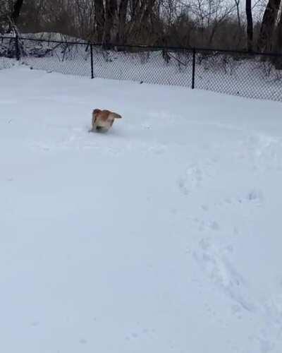 Here’s to another 6 weeks of winter and snow zoomies 💨