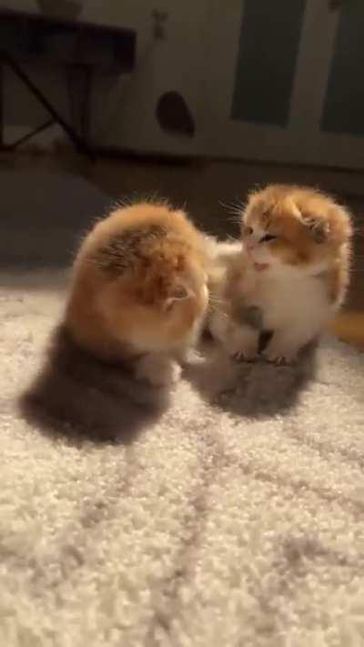 Sister Brother Love 💕 🐾