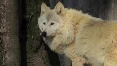 A very fluffy Himalayan Wolf