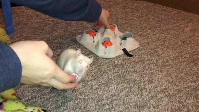 My sweet ratty Omelet practicing her scent work trick!