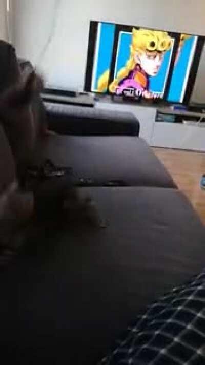 I'd like you all to meet Dio, my first ever pet!