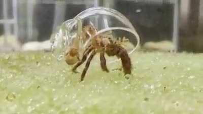 What a hermit crab looks like inside his house
