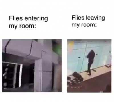 Haha flies go brrrrr