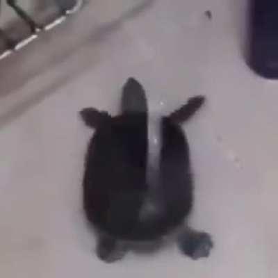 Mr Presidents when people call it the most OP stand