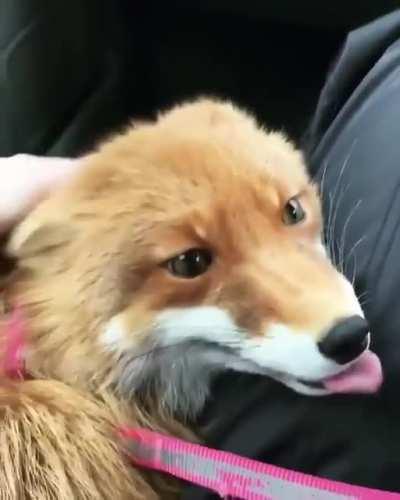 Just look at those eyes 😻