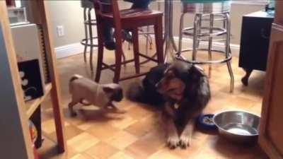 All it took was one bark to spin him around...