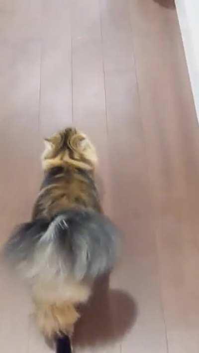 Taiga and her big floofy tail