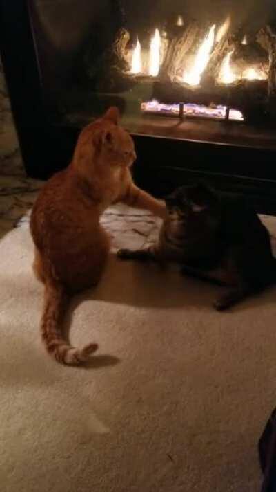 Fighting over who gets to lay by fire.