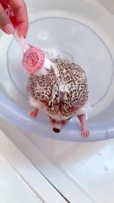 hedgehog taking a bath