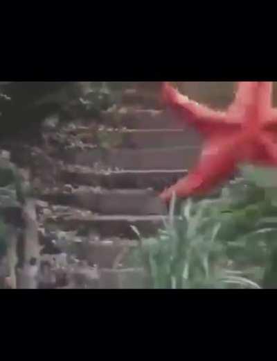 Just an ordinary Starfish-