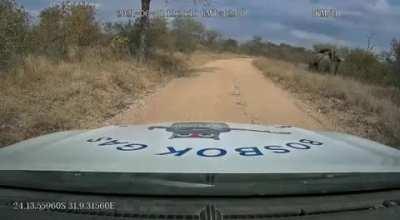 WCGW if you dont clear the road for an elephant and back up a bit. (Not my video)