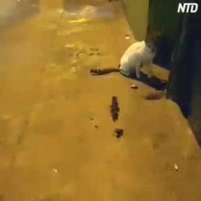 Street wrestling referee