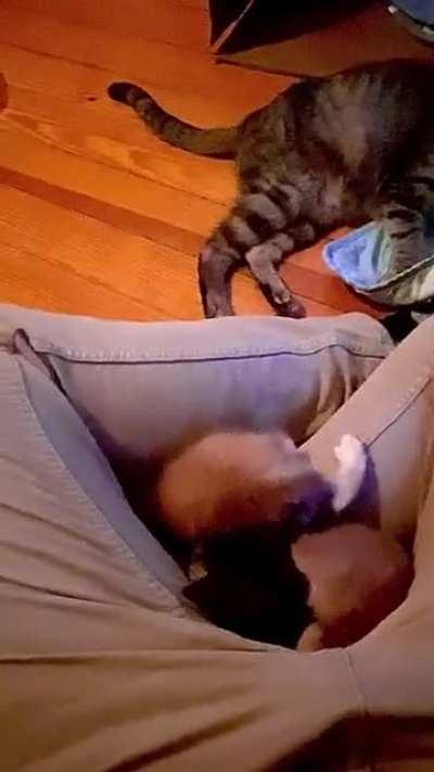 Kitten butts and tails