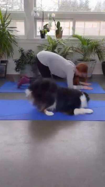 Cute yoga partner..