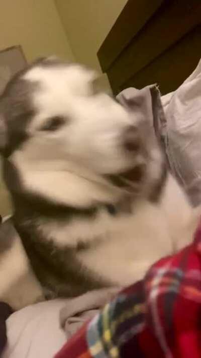 I ate the last pepperoni in front of her.