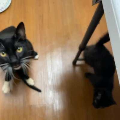 It’s a MoOoOoooOoM kind of morning. (Dapper Dan is paralyzed foster pops, bebe Mulder is formerly paralyzed and a few weeks from being adoptable in NY/NJ area through Biscuits and Breadsticks)