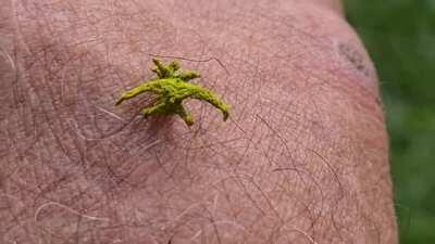 The rare eucyclodes caterpillar found in a palm tree in Mareeba, Queensland, Australia looks like a mossy stick