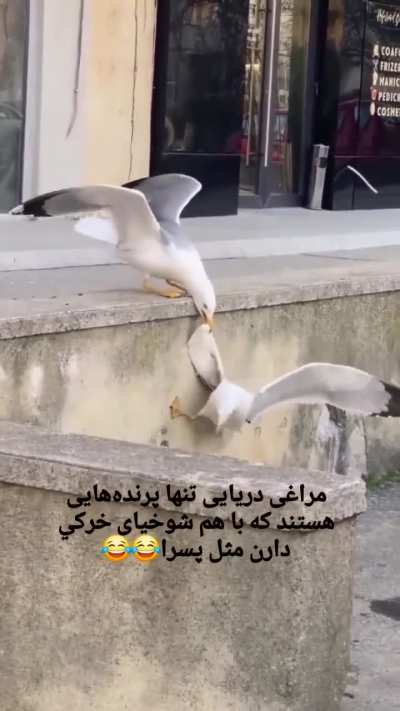 مرغ دریایی تنها جانوریِ که با رفیقش شوخی خرکی میکنه و بعدش میزنن زیر خنده :)))
