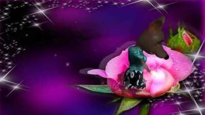 Wahre Worte 👍👍👍👍👍😇😇😇😇🥰🥰🥰🥰🥰GaLiGrü Gabi