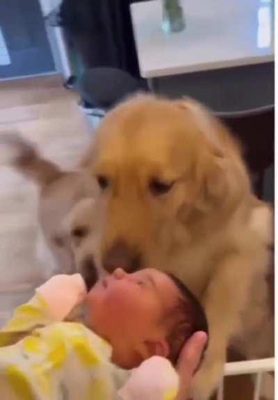 Dog offers its favorite toy to the baby