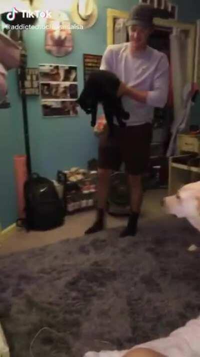 Doesn't like the new rug much...