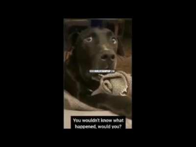 Dog finds out it got another dog pregnant