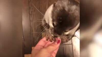 Cara eu n consigo resistir a essa voz fofa kkk