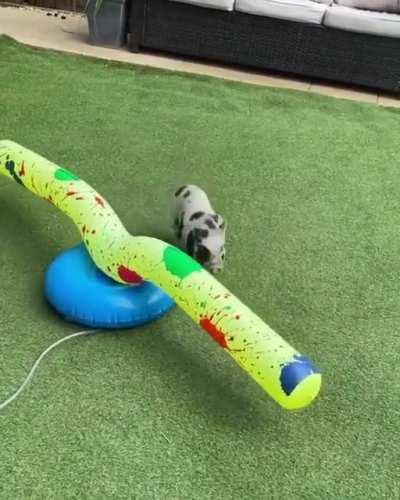 I think it is safe to say that they are liking the new toy