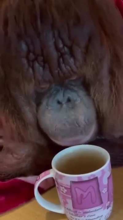 Just an orangutan enjoy a cup of tea.