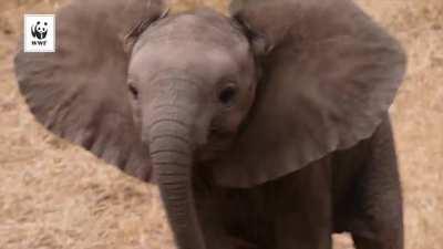 A determined bull charges, , lets out a mighty roar ….and tail up in the air runs right back to mommy !