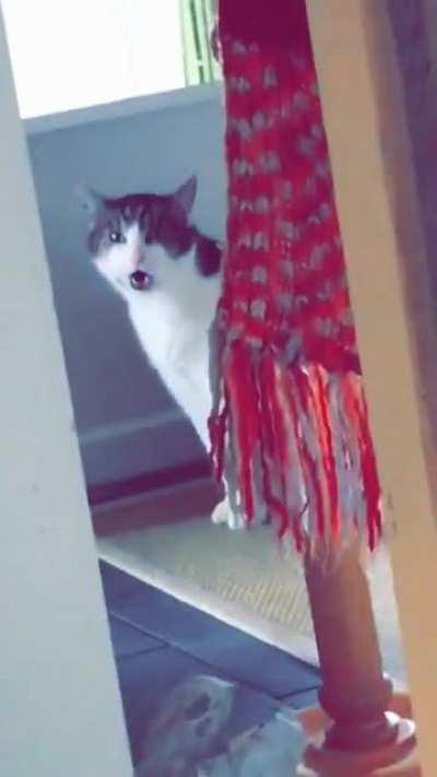 I took this video at a friends place back in 2016