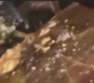 Muquinha fiquei sabendo q seu aniversario esta chegando, cuidado