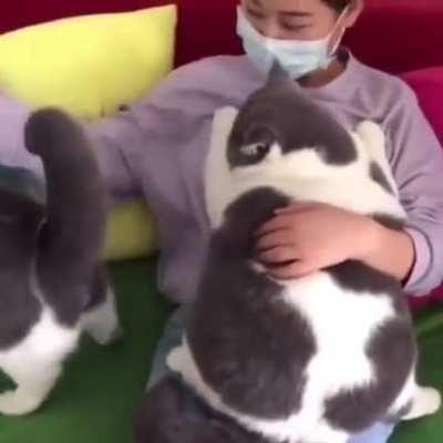 I see two absolute units.)