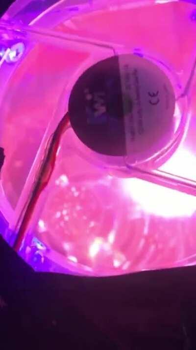 Ready for launch. Meet Leia, my baby Skywalker auto from Mephisto Genetics. She seems to be enjoying her regal spaceship.