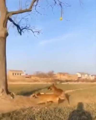 Spider-Dog, Spider-Dog, does whatever the hell it wants. Can he jump from a tree? Yes. Here comes the Spider-Dog.