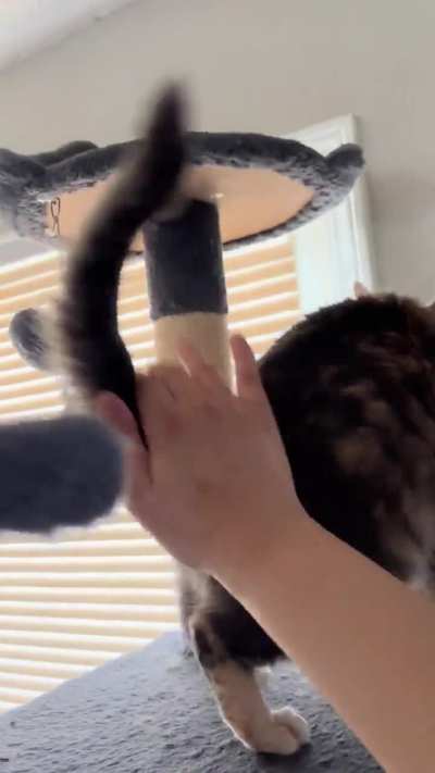 Pandy&rsquo;s back with more energetic bongos