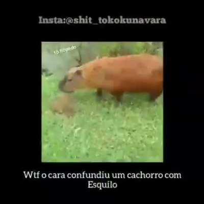 Essa marca de esquilo eu desconheço