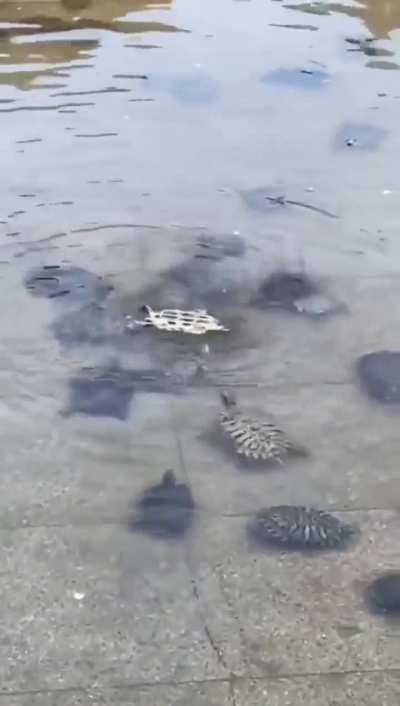 🔥Teamwork always wins