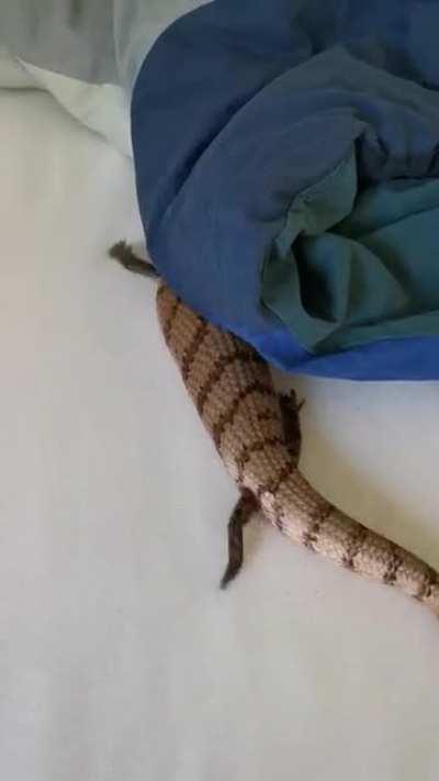 my lizard hasn't figured out the meaning of obstacles yet