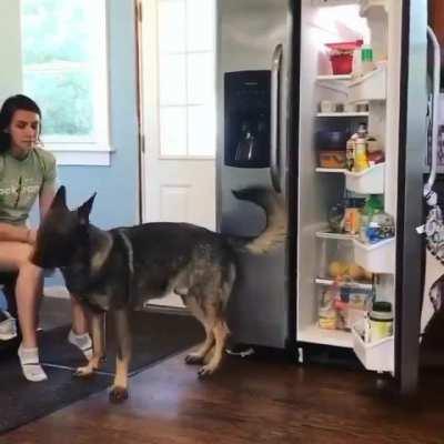 Good boy helping his owner !